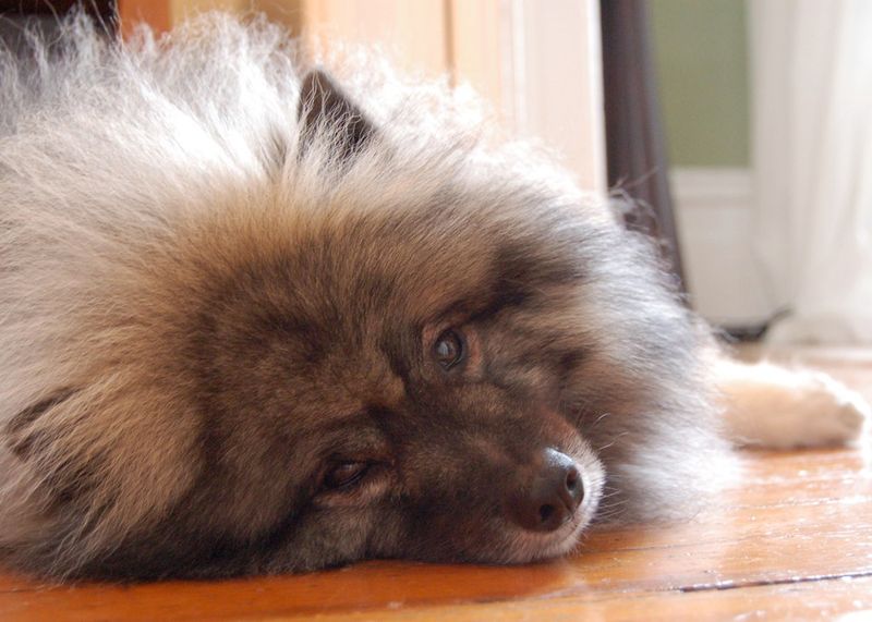 12 Dog Breeds That Approach Border Collie-Level Intelligence (and 13 Close Followers) 24 Keeshond