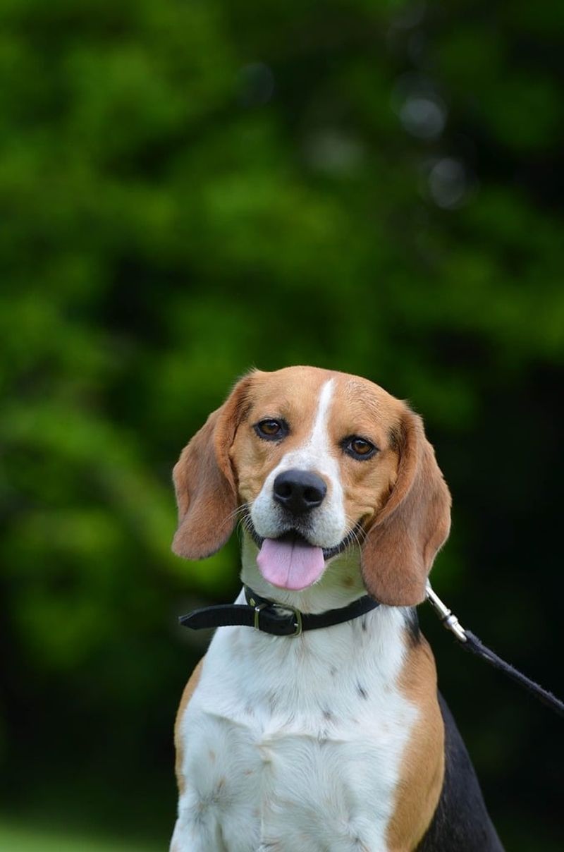 Beagle