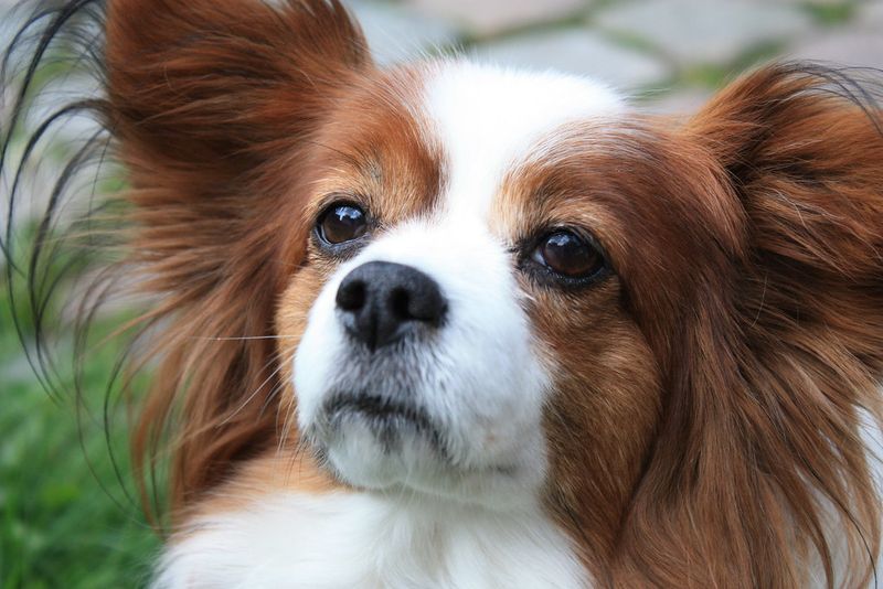 14 dogs that bond hardest with the person who sets quiet routines 9 Papillon