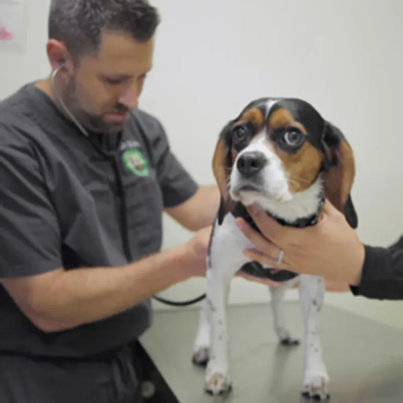 10 Owner Habits That Quietly Keep Senior Dogs Young At Heart 6 Routine Vet Checkups