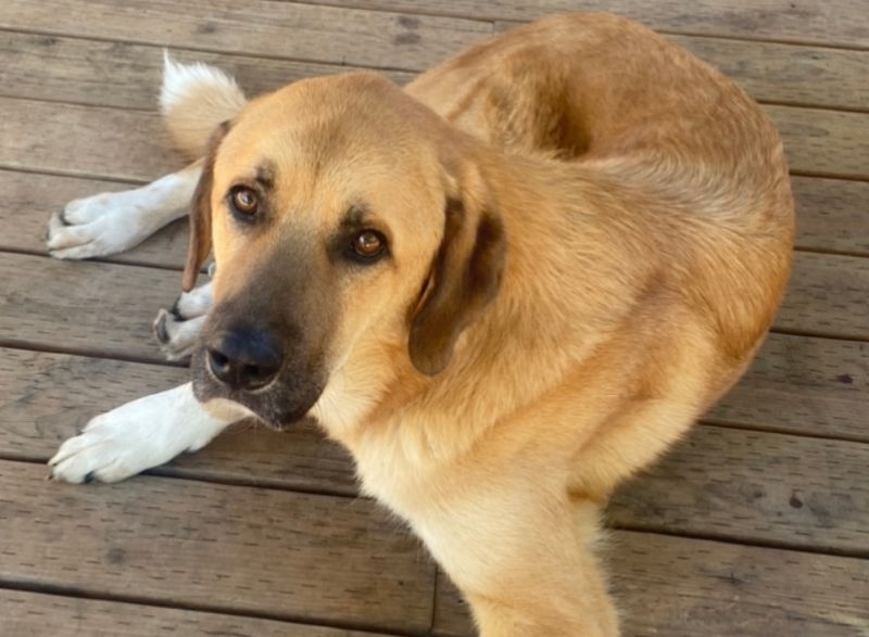 These dog breeds rarely let excitement dictate their decisions 6 Anatolian Shepherd Dog