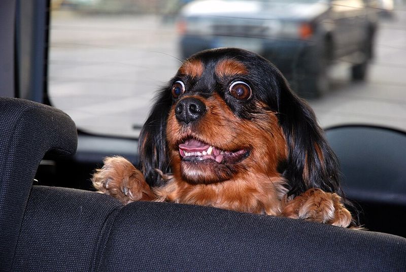 Your dog notices when your attention drifts - and these 8 behaviors prove it 8 Interrupting conversations or work