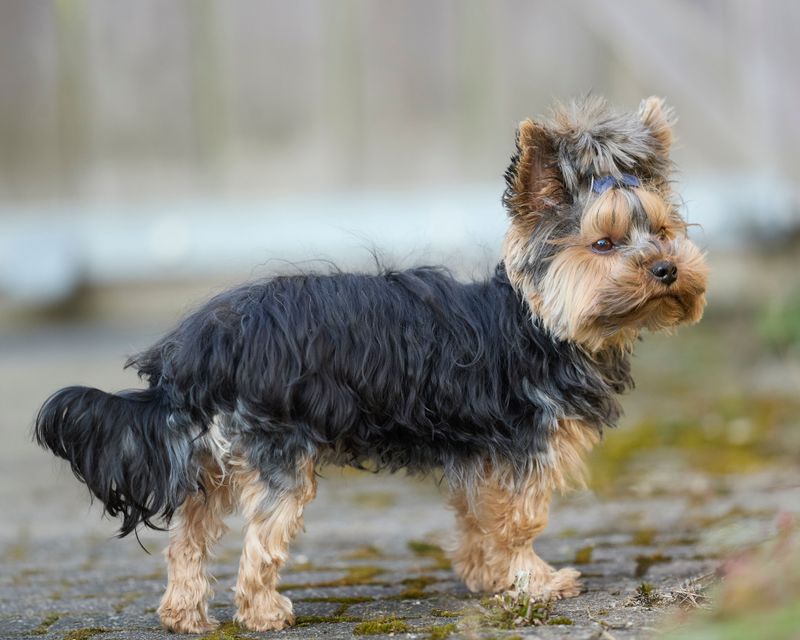 Your sofa doesn't need to grow a second coat every week - These dogs tend to shed less 6 Yorkshire Terrier