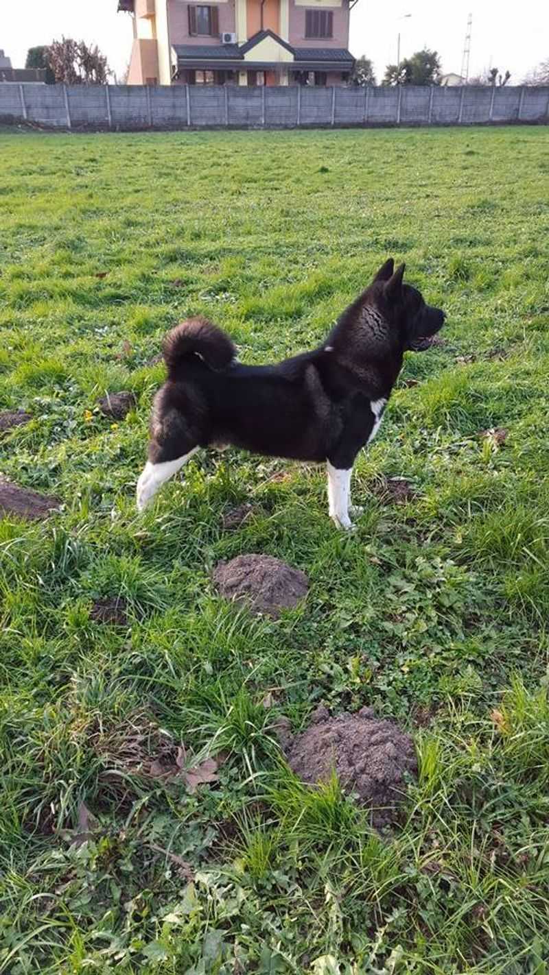 The Akita’s Natural Guarding Instincts