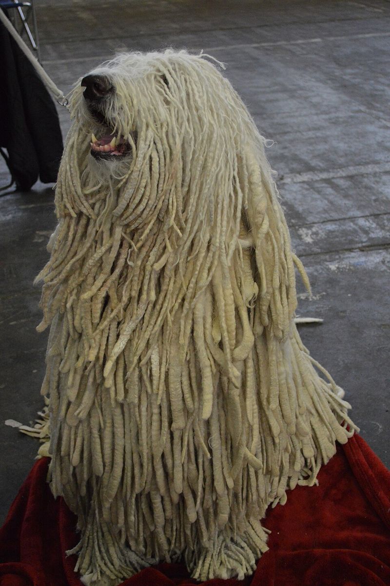 Komondor