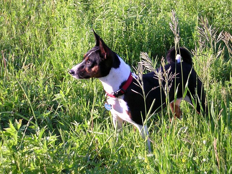 12 strong-minded dog breeds that refuse to be controlled easily 4 Basenji