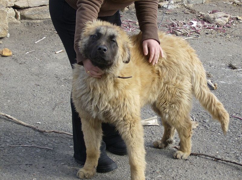 13 Dog Breeds That Treat Every Stranger With Suspicion at First Plus 4 More Wary Breeds That Need Time to Trust 5 Estrela Mountain Dog