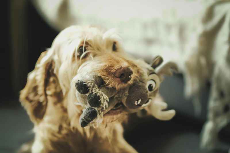 11 Reasons Your Dog May Bring You Their Favorite Toy When Greeting You 3 Initiating Playtime