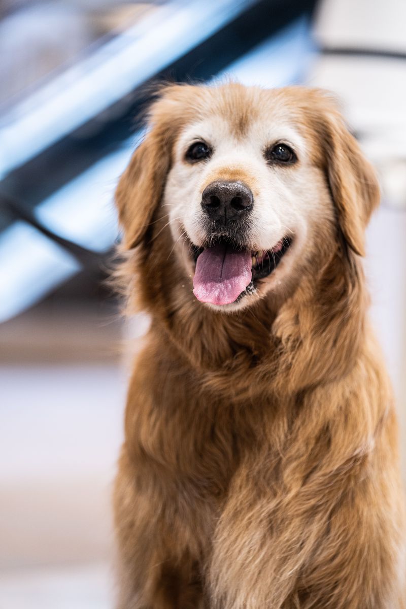 If your dog follows you into every room, here's what they're really practicing 9 Responding to Changes in Health or Age