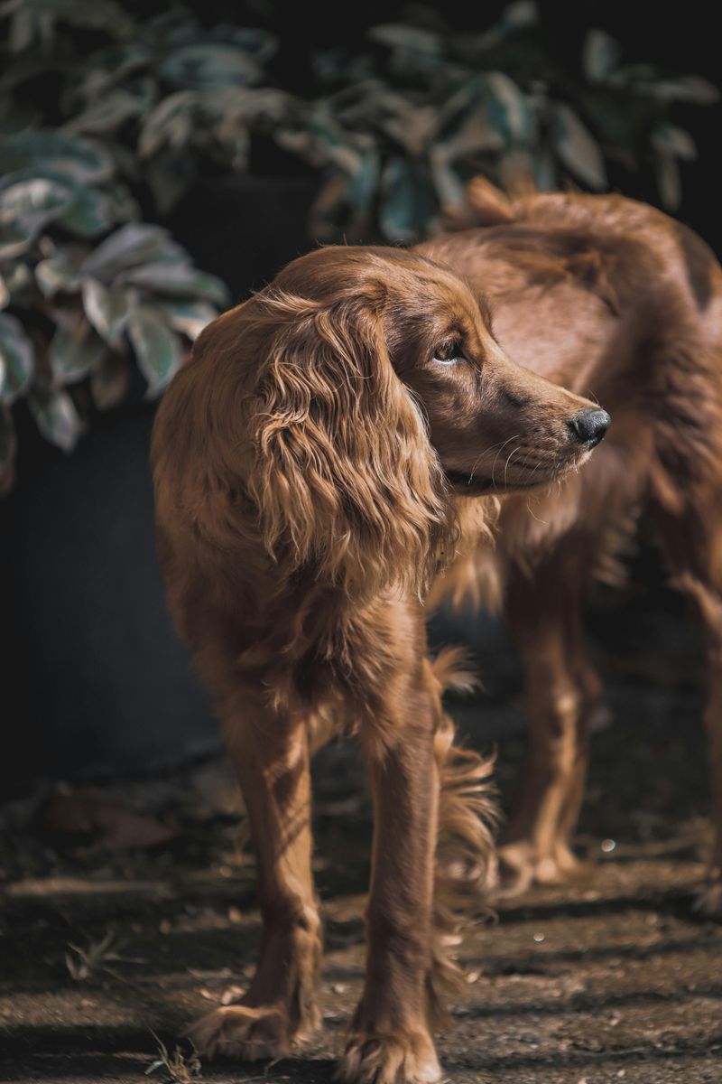 15 Dog Breeds That Look Amazing in Holiday Photos 9 Irish Setter