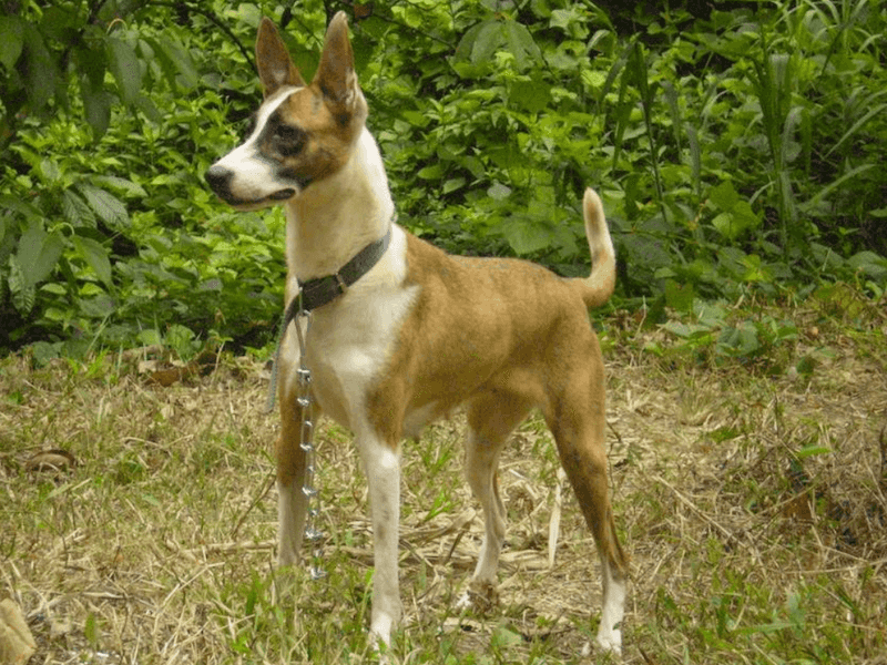 24 Distinctive Dog Breeds You Don’t See Every Day 21 Telomian