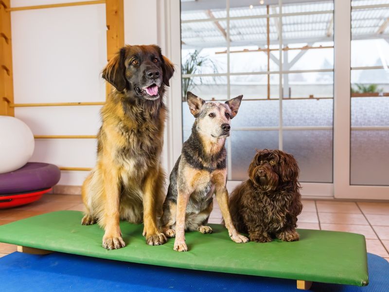 Practice short obedience sessions