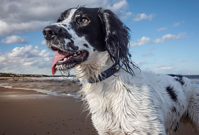 Remember when these dogs seemed to be everywhere? Their disappearing popularity tells a different story now 11 English Setter