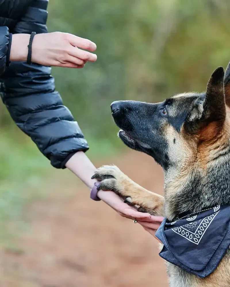 11 dog behaviors that show just how emotionally aware they really are 12 Staying close during stressful moments