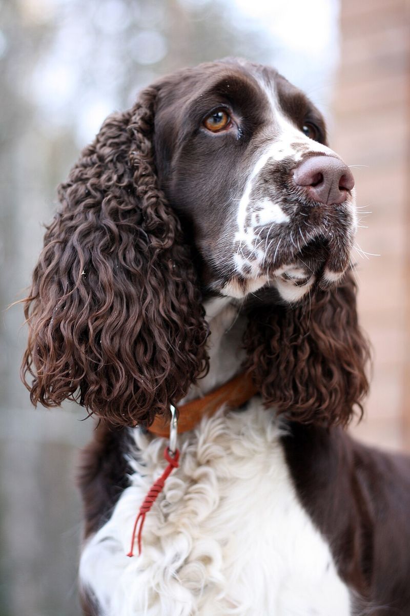 These 13 dog breeds stay loyal long after the bond is formed - plus 2 owners never forget 14 English Springer Spaniel
