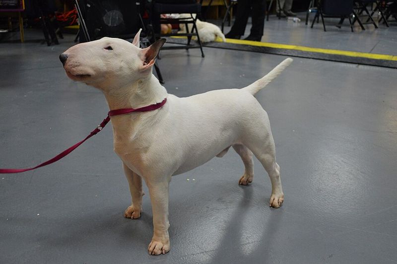 Miniature Bull Terrier
