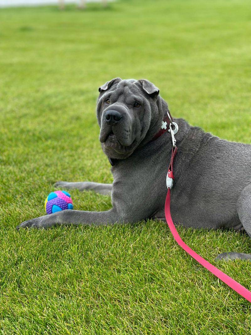 16 dog breeds that love you deeply without acting clingy 11 Shar Pei