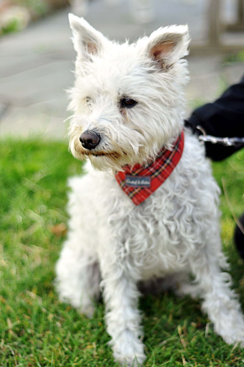 West Highland White Terrier
