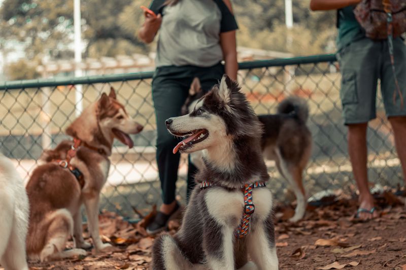 These 11 dog breeds make exercise look effortless – plus 3 built to keep moving 9 Siberian Husky
