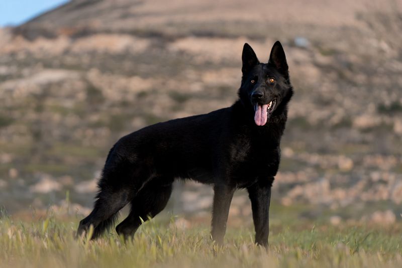 11 Reasons Your Dog May Bring You Their Favorite Toy When Greeting You 7 Displaying Special Prize