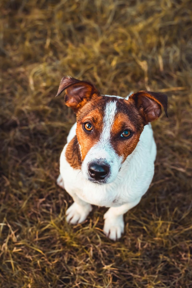Jack Russell Terrier