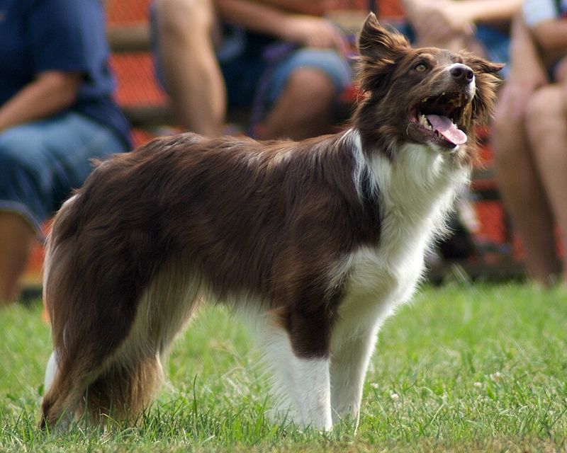 20 dog breeds that react the moment they think something is about to happen 5 Border Collie