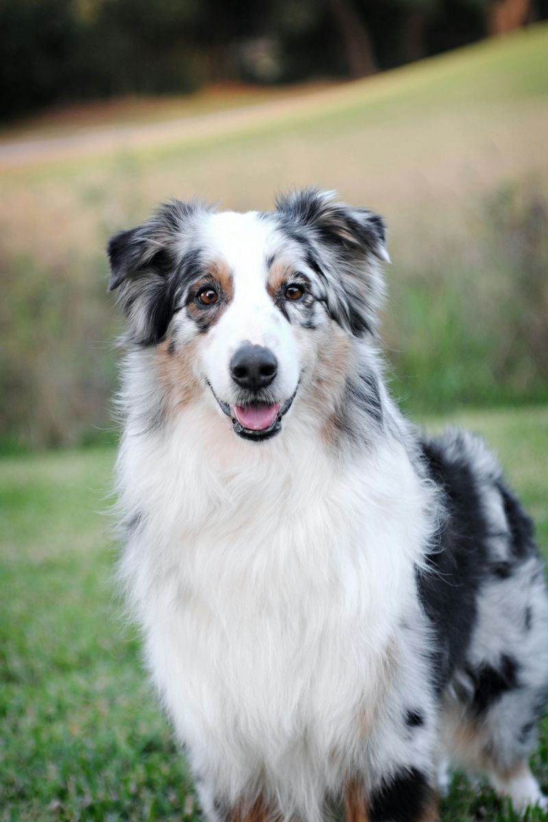 Australian Shepherd