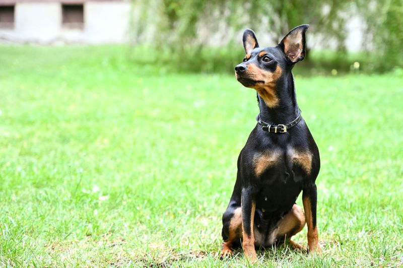 Miniature Pinscher