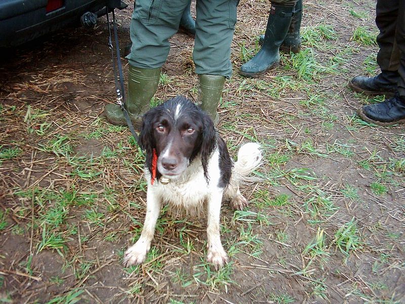 Small Münsterländer