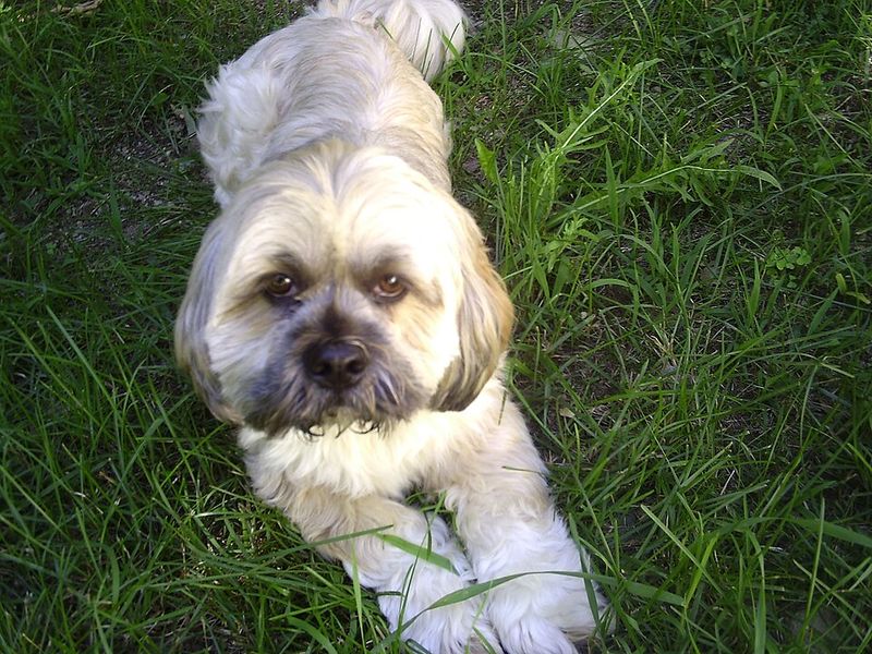 18 dog breeds that become calm only after they fully trust you 16 Lhasa Apso