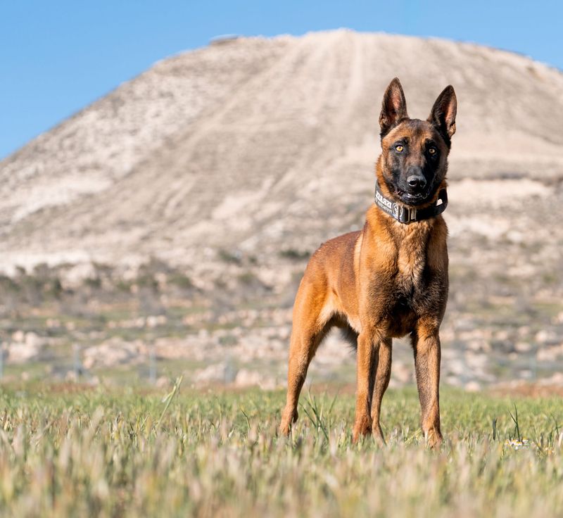 Belgian Malinois