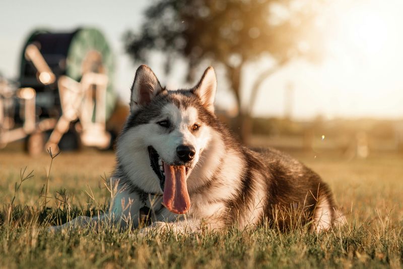 14 dog breeds that are simply too intense for most households 4 Siberian Husky