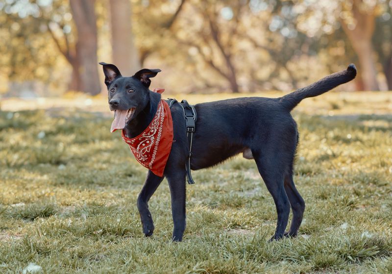 Tail held stiff or tucked