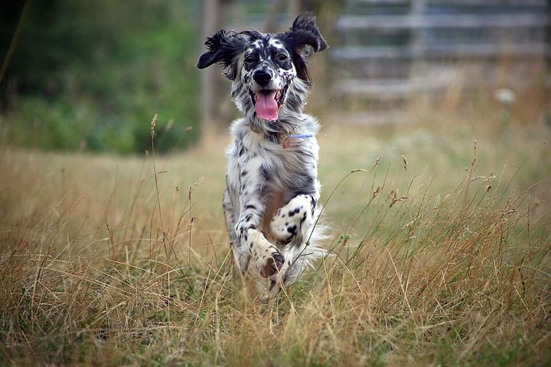 Fresh air and open trails bring out the best in these 11 adventurous dog breeds 9 English Setter