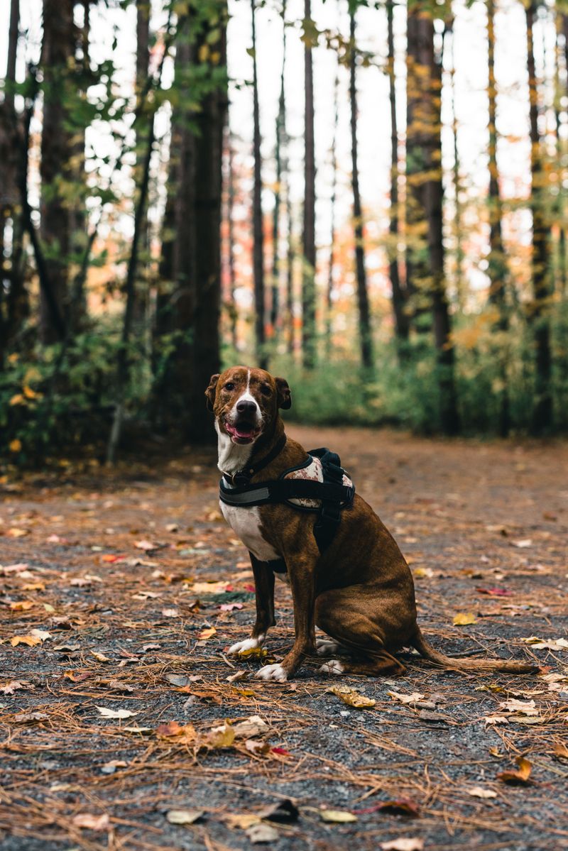 11 legendary hunting dogs that seem to know the job without being taught - plus 3 worthy challengers 13 Plott Hound