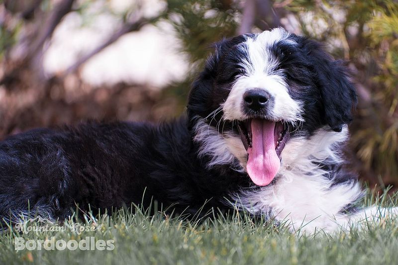 Bordoodle (Border Collie + Poodle)