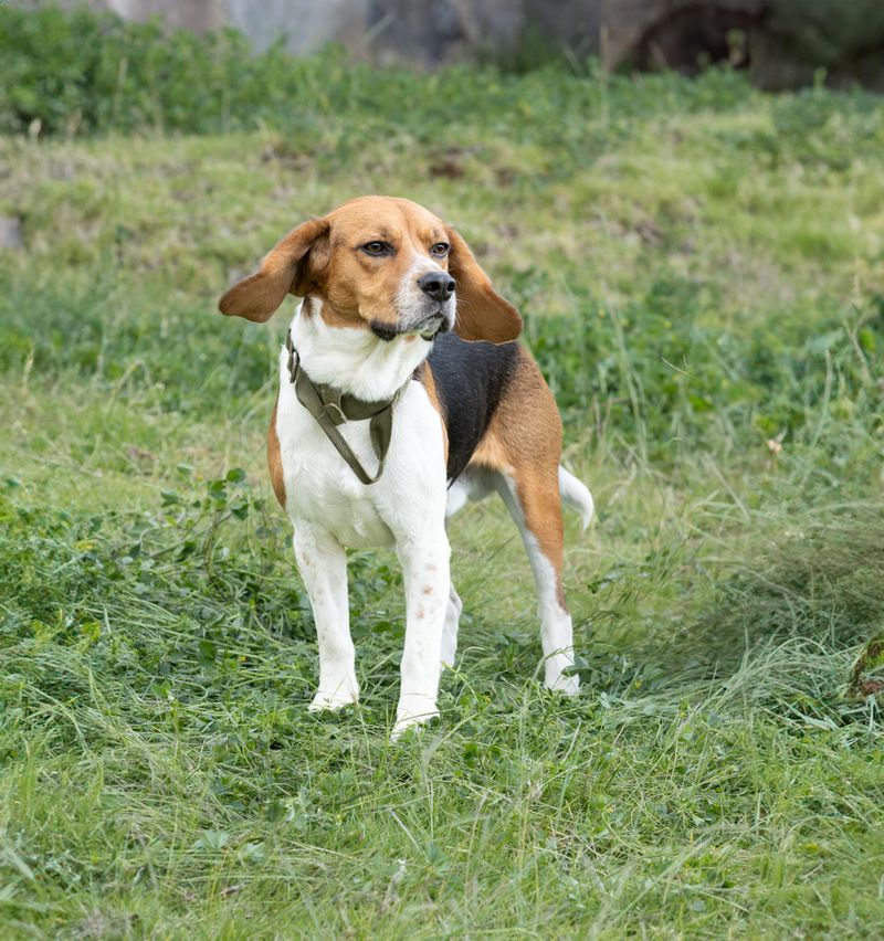 Beagle