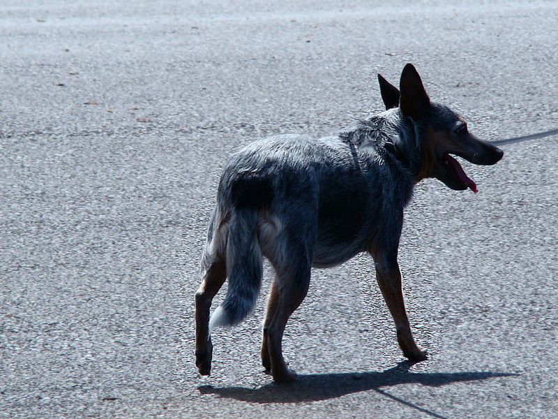 10 signs your dog thinks he's calling the shots - and 3 that are often misunderstood 11 Decides when interactions end