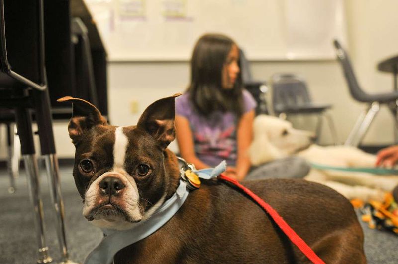 29 Small Dog Breeds That Form Especially Close Bonds with Their Owners 16 Boston Terrier