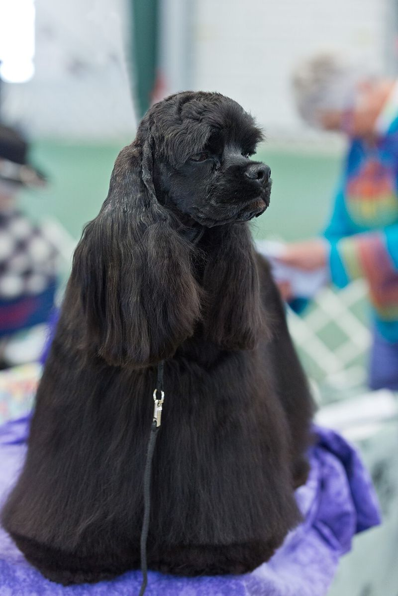 Nail day becomes a major household event with these 12 expressive breeds 12 Cocker Spaniel