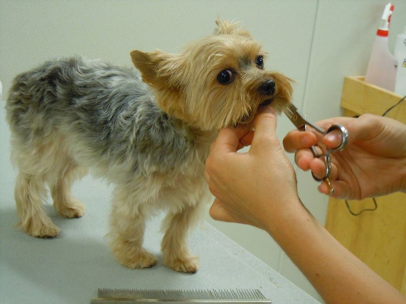Lack of Grooming