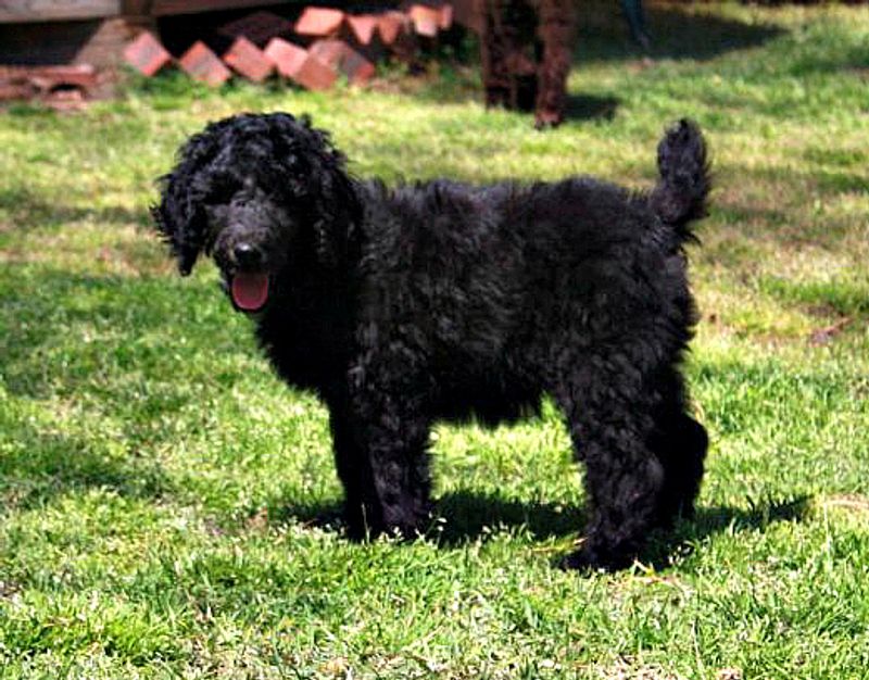 Living with these dog breeds often teaches owners to communicate more thoughtfully 8 Standard Poodle