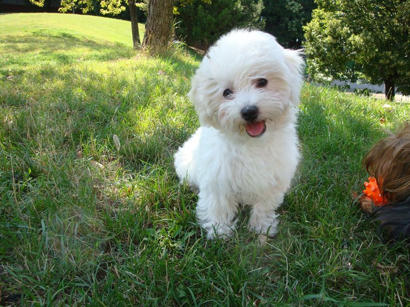 24 Tiny Dog Breeds Weighing Under 5 Pounds – Small in Size, Big in Personality 20 Bichon Frise
