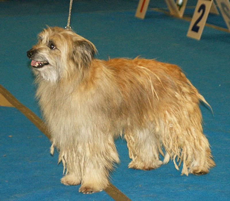Pyrenean Shepherd