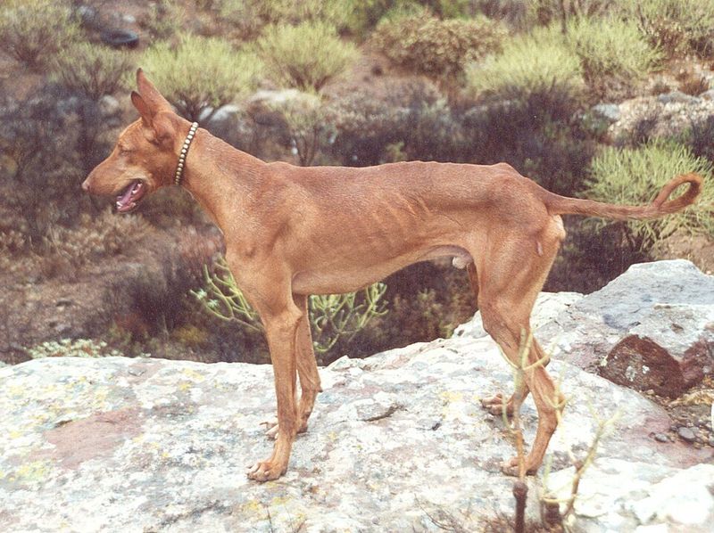 Podenco Canario