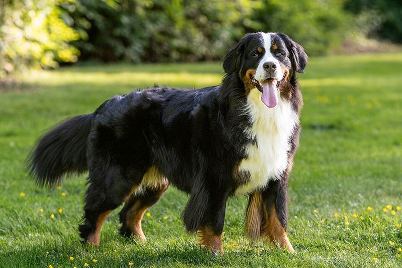 Patience may be one of the most underrated canine traits - These dog breeds show exactly why 3 Bernese Mountain Dog