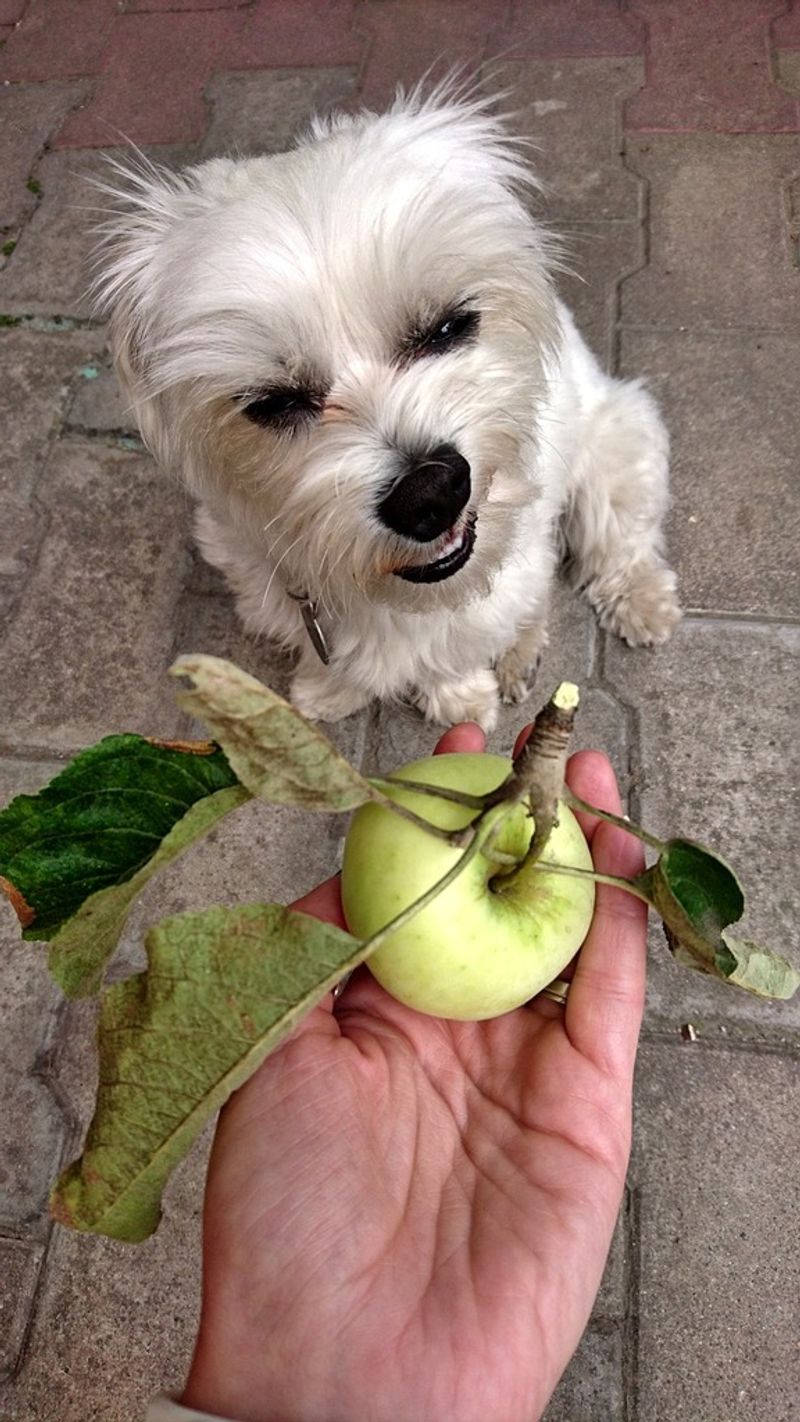 Apples