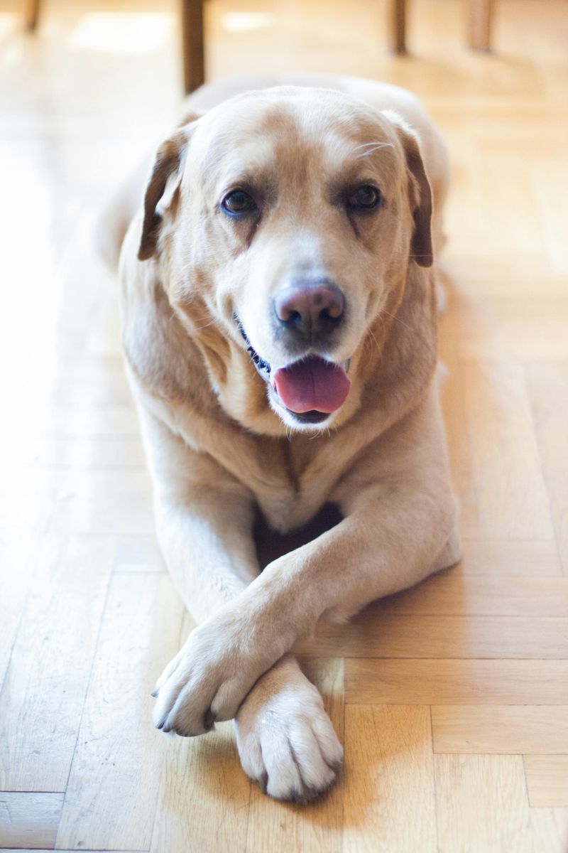 11 highly expressive dog breeds that seem to understand people on another level 9 Labrador Retriever