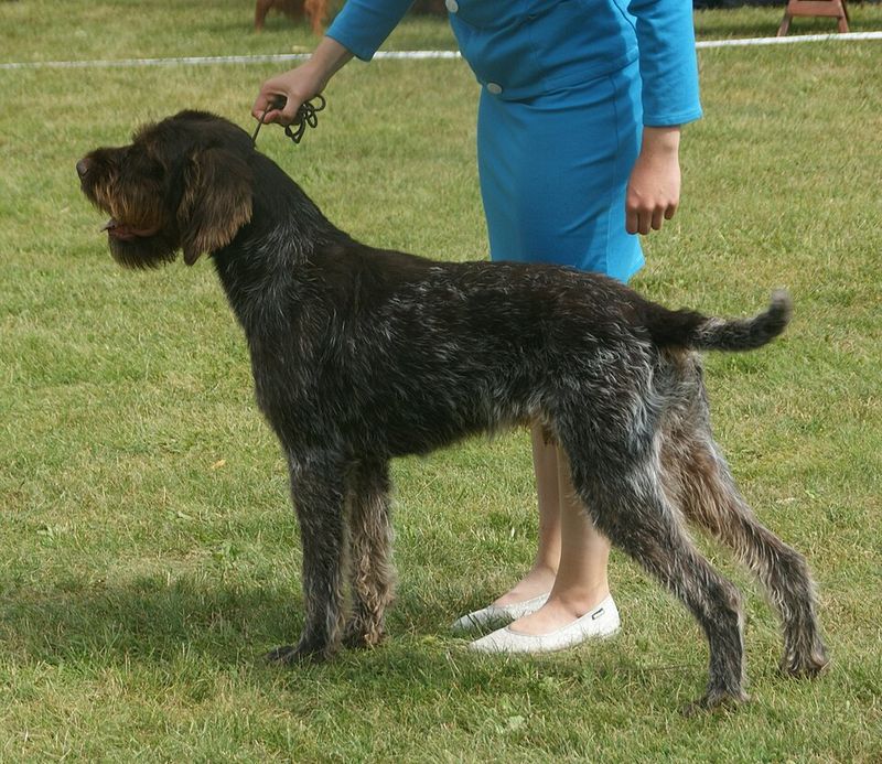 German Wirehaired Pointer