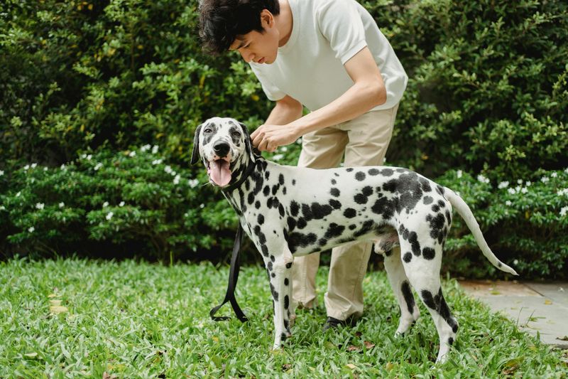 Dalmatian